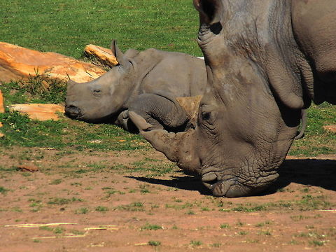 White Rhinoceros Mother and Baby late in the afternoon grazing Ceratotherium simum,White rhinoceros,Zoo