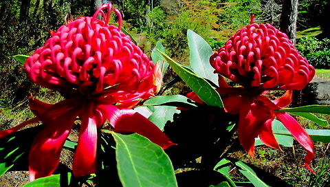 Waratah Flowers Waratah Flowers the State Flower of New South Wales photographed in the Blue Mountains at Blackheath Australia,Flora,Geotagged,Telopea speciosissima,Waratah