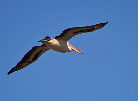 Australian Pelican Australian Pelican in Flight over Gymea Bay in Sydney Australia,Australian Birds,Australian Pelican,Geotagged,Pelecanus conspicillatus,Pelican