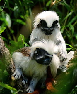 Just Looking at You Cotton Top Tamarins Grooming  Australia,Cotton-Top Tamarin,Geotagged,Saguinus oedipus,Tamarins