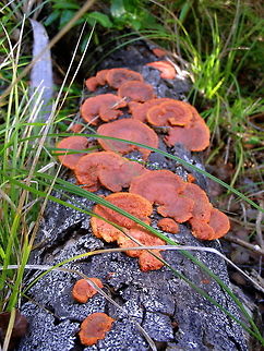 Pycnoporus coccineus A common wood-rotting vermilion fungus found on dead wood, especially Melaleuca. Pycnoporus coccineus grows mainly in temperate Australia  Australia,Geotagged,Pycnoporus coccineus,wood fungi