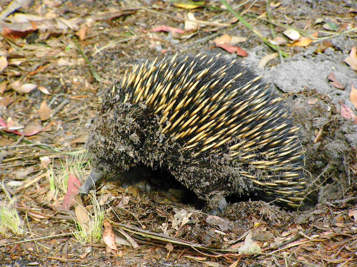 Dirty Face Australian Echidna is a solitary animal that burrows. When it is attacked, the echidna will burrow into the ground or curl itself into a ball using its spines as a method of defence against the predator which this one had just been before uncurling to reveal a dirty covered face Animal,Australia,Geotagged,Marsupial,Monotreme,Short-beaked echidna,Tachyglossus aculeatus