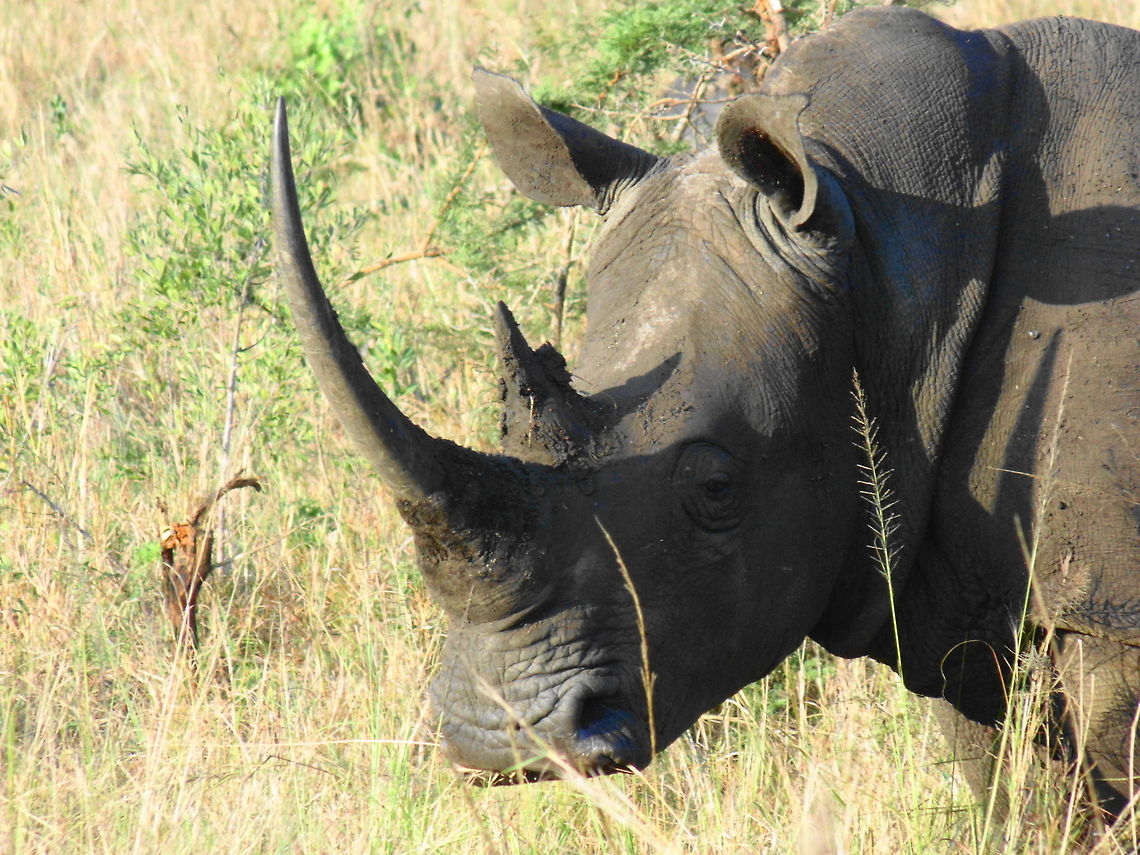 Too Close White Rhinoceros Grazing in Grasslands  Animal,Ceratotherium simum,Geotagged,South Africa,White rhinoceros