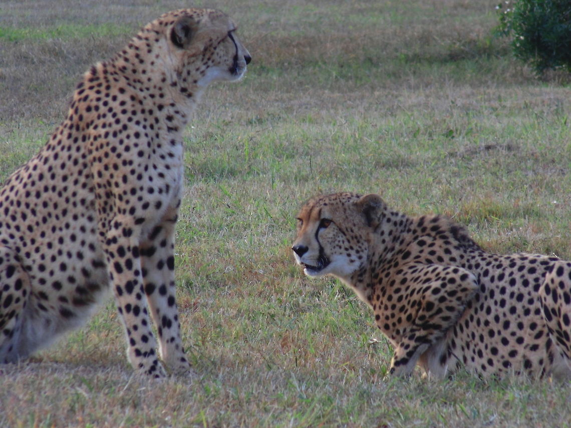 Don't Look at Me! Cheetah Pair in Grasslands late in the afternoon.  Acinonyx jubatus,Cheetah,Geotagged,South Africa