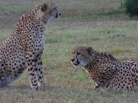 Don't Look at Me! Cheetah Pair in Grasslands late in the afternoon.  Acinonyx jubatus,Cheetah,Geotagged,South Africa