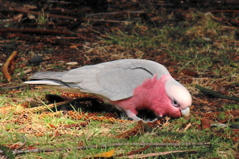 Australian Galah A common cockatoo in Australia, and is found in open country in almost all parts of mainland Australia and more increasingly in suburban areas. This one was photographed at Stanwell Park Beach. AUstralian Birds,Australia,Eolophus roseicapilla,Galah,Geotagged