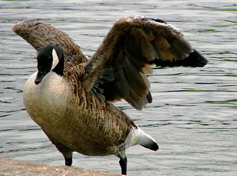 Canadian Goose Canadian Goose with outstretched wings Birds,Branta canadensis,Canada,Canada Goose,Canadian Goose,Geotagged
