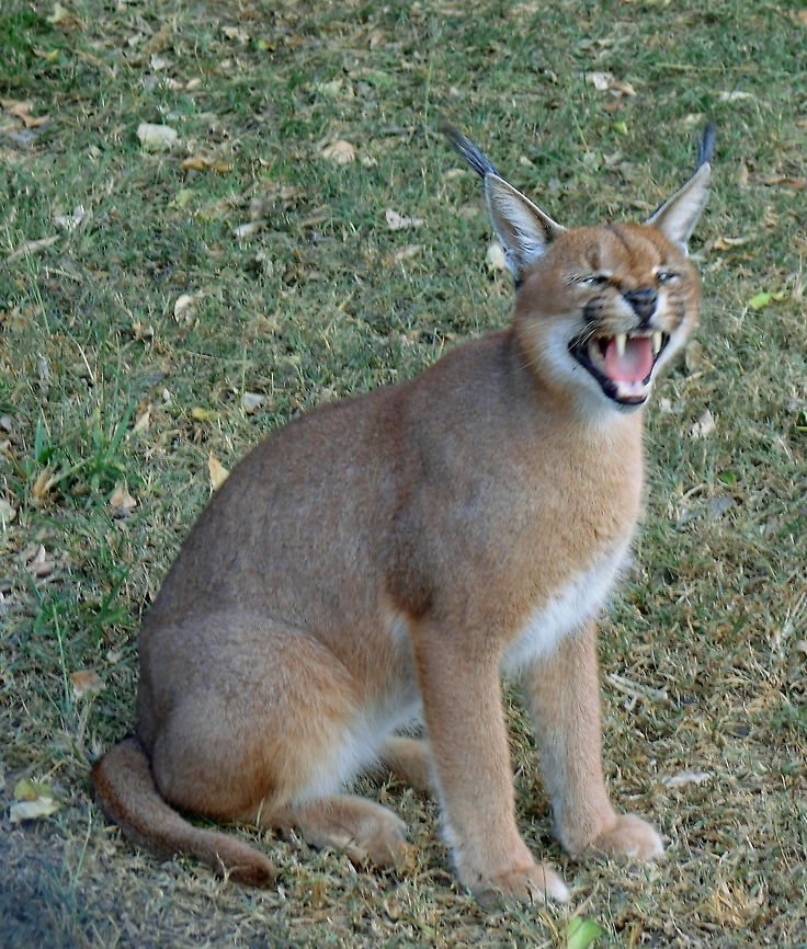 Caracal Snarl Caracals are known for their ability to capture birds by leaping as much 2 m or so into the air from a standing start.  They are relatively common within South Africa and can spend long periods without water. Caracal,Caracal caracal,Felis caracal,Geotagged,South Africa