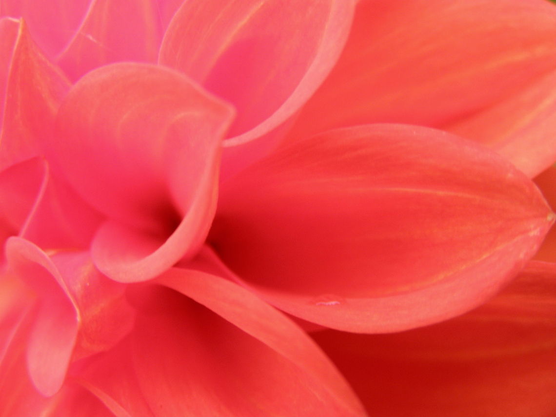 Petals Petals from a Dahlia Flower growing in my backyard Australia,Dahlia x hortensis Guillaumin,Flowers,Geotagged