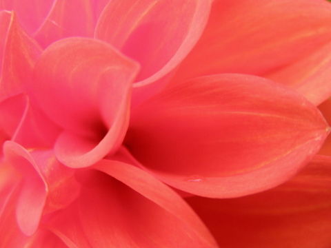 Petals Petals from a Dahlia Flower growing in my backyard Australia,Dahlia x hortensis Guillaumin,Flowers,Geotagged