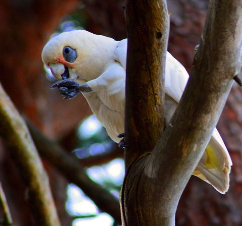 Little Corella Little Corella sitting in the trees at a popular picnic park near Dolls Point  Australia,Australian Birds,Cacatua sanguinea,Geotagged,Little Corella,Nature