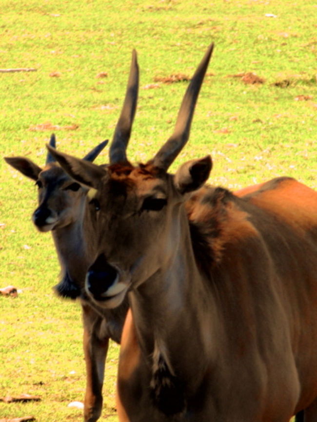 Whats Up? Eland Antelope grazing in the Shade at Dubbo Western Plains Zoo Animal Antelope Eland,Australia,Common eland,Geotagged,Taurotragus oryx