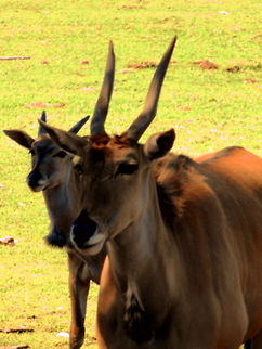 Whats Up? Eland Antelope grazing in the Shade at Dubbo Western Plains Zoo Animal Antelope Eland,Australia,Common eland,Geotagged,Taurotragus oryx