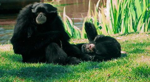 Siamang Mother and baby Siamang Baby rolling in the grass with the Mother Siamang Australia,Geotagged,Siamang,Symphalangus syndactylus