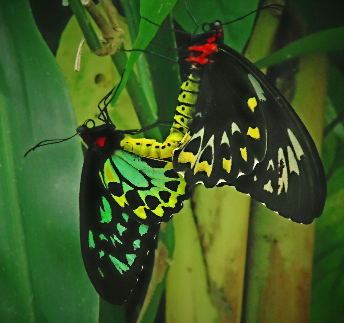 Coupled Birdwings A Pair if Cairns Birdwing Butterflies mating Australia,Butterflies,Cairns Birdwing,Geotagged,Ornithoptera euphorion