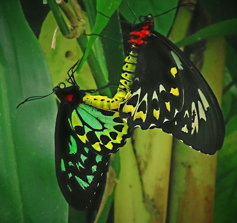 Coupled Birdwings A Pair if Cairns Birdwing Butterflies mating Australia,Butterflies,Cairns Birdwing,Geotagged,Ornithoptera euphorion