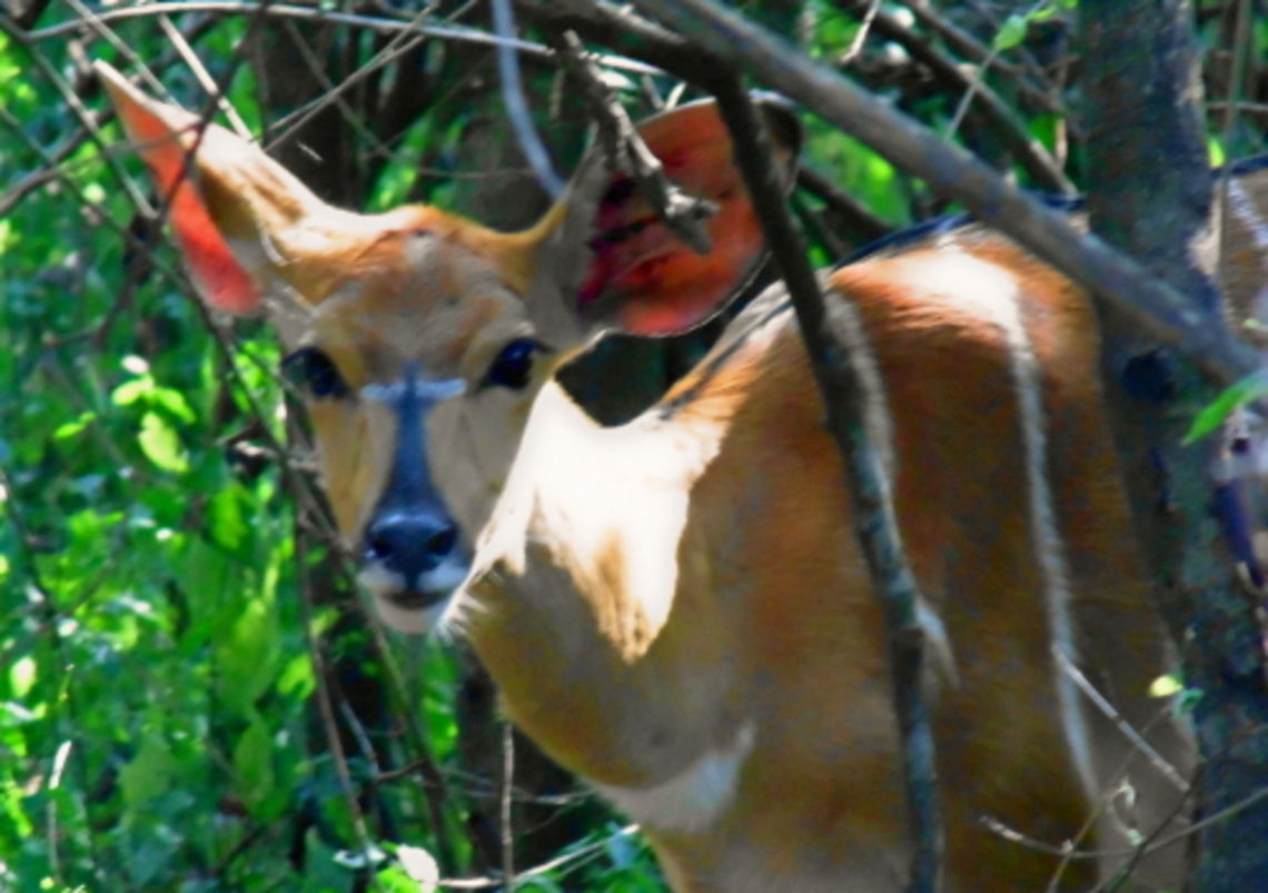 Nyala Antelope Peering out from the Scrub Nyala Antelope Peering out from the Scrub Antelope Nyala Africa,Geotagged,Nyala,Nyala angasii,South Africa