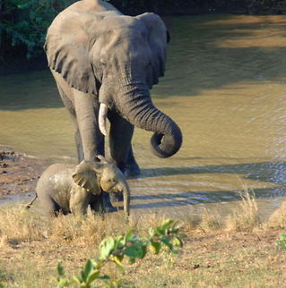 I'm Right Behind You Mother and baby elephants leaving the Waterhole African Bush Elephants,African bush elephant,Geotagged,Loxodonta africana,South Africa