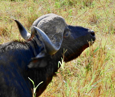 African Cape Buffalo Portrait of Cape Buffalo African buffalo,Buffalo Africa,Geotagged,South Africa,Syncerus caffer