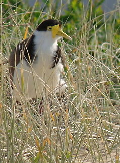 Spur Winged Plover at the Beach Several Spur Winged Plovers were patrolling on the Stanwell Park Beach some were right down at the waters edge and this one was up at the grasses edge when I managed this image Australia,AustralianBirds,Geotagged,Masked Lapwing,Plover,Spur-winged Lapwing,Vanellus miles,Vanellus spinosus