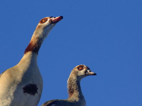 Egyptian Geese A pair if Egyptian Geese sitting on the roof of our hotel in Knysna Sth Africa. I took this image from my hotel room window. Alopochen aegyptiacus,Birds,Egyptian Goose,Geotagged,South Africa