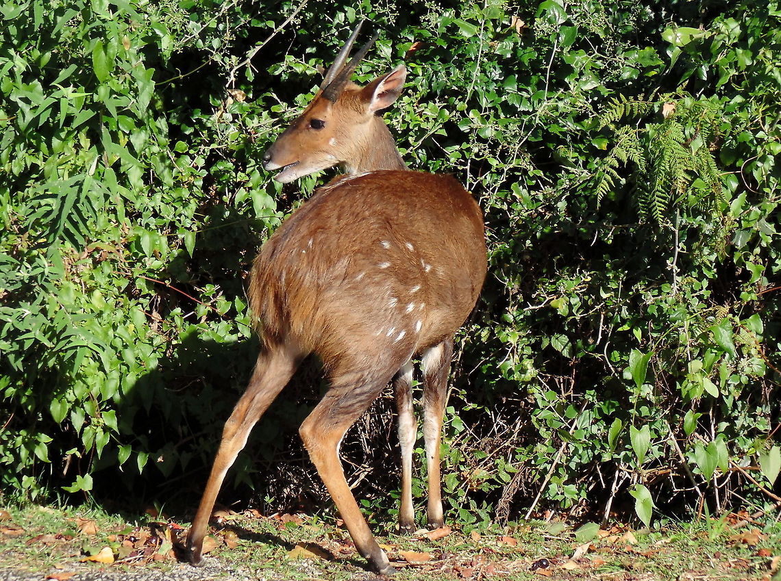 Bush Buck Browsing African Bush Buck browsing Africa,Animal,Bushbuck,Bushbuck  (Imbabala and Kéwel),Geotagged,South Africa,Tragelaphus scriptus,Tragelaphus scriptus and Tragelaphus sylvaticus,Wildlife