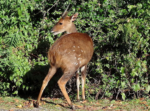 Bush Buck Browsing African Bush Buck browsing Africa,Animal,Bushbuck,Bushbuck  (Imbabala and K&eacute;wel),Geotagged,South Africa,Tragelaphus scriptus,Tragelaphus scriptus and Tragelaphus sylvaticus,Wildlife