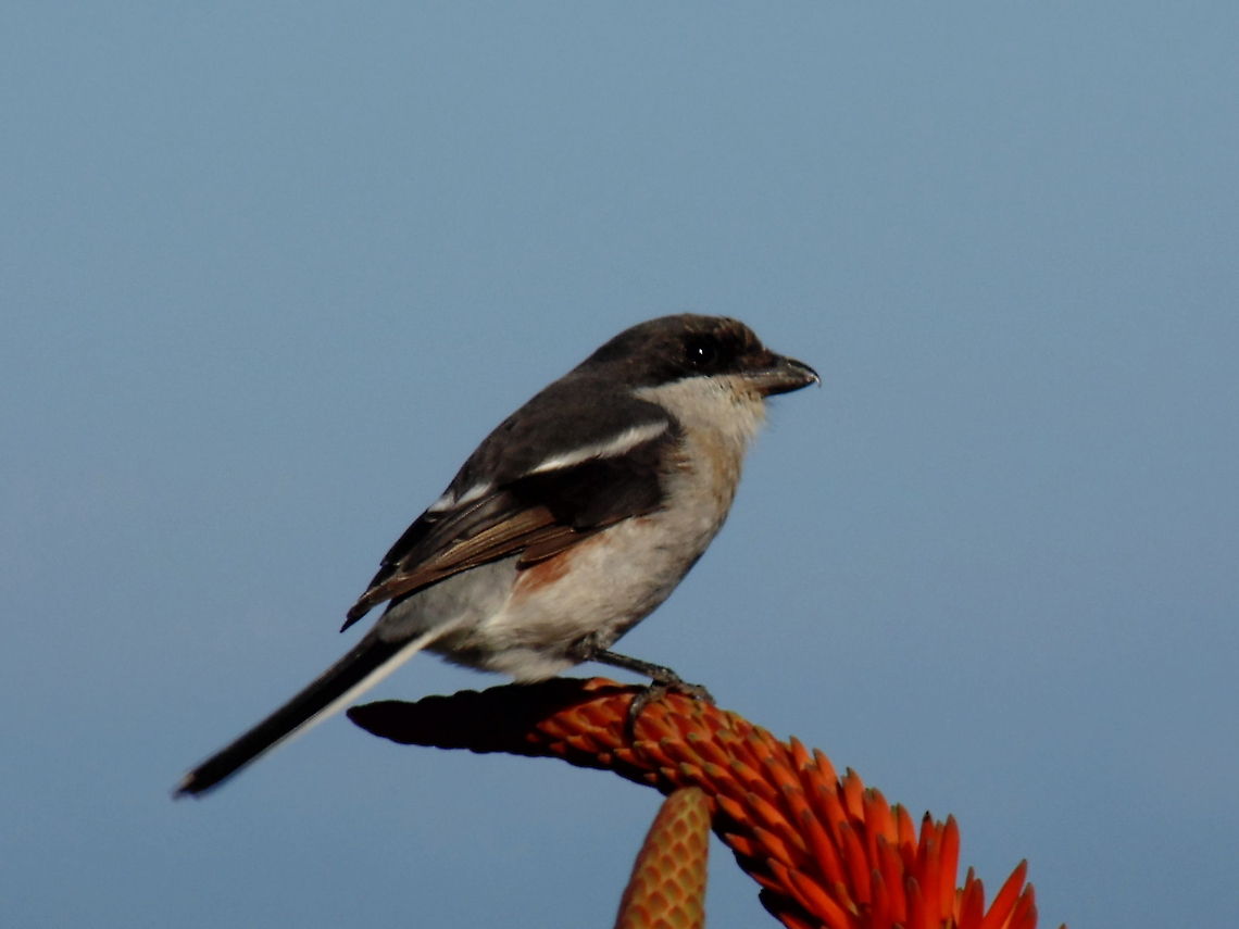 Cape Sparrow Cape sparrow sitting on aloes Africa,Birds,Geotagged,Lanius collaris,South Africa,Southern Fiscal