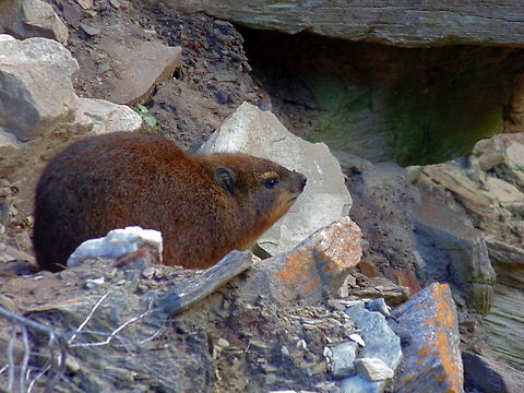 Rock Dassie Rock Dassie sitting outside a bolt hole in the Rocks  African,Animal,Dassie,Geotagged,South Africa,Wildlife
