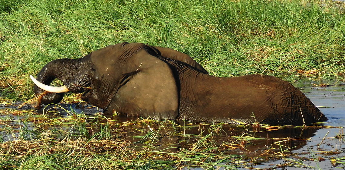 African Bush Elephant Feeding in the Chobe River Within the Chobe River there small islands that have abundant grass growth and the local elephants will swim out to these areas to feed as this one was. Africa,African bush elephant,Botswana,Elephants,Geotagged,Loxodonta africana,Wildlife