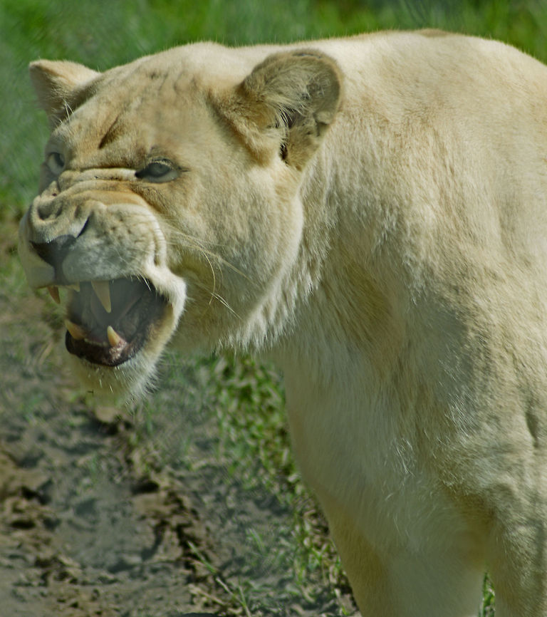 Lioness Growling Timbavati or White Lioness Growling at Siblings Animal,Australia,Geotagged,Lion,Panthera leo,Timbavati