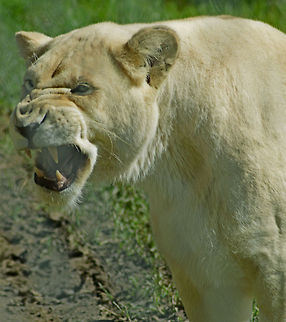 Lioness Growling Timbavati or White Lioness Growling at Siblings Animal,Australia,Geotagged,Lion,Panthera leo,Timbavati