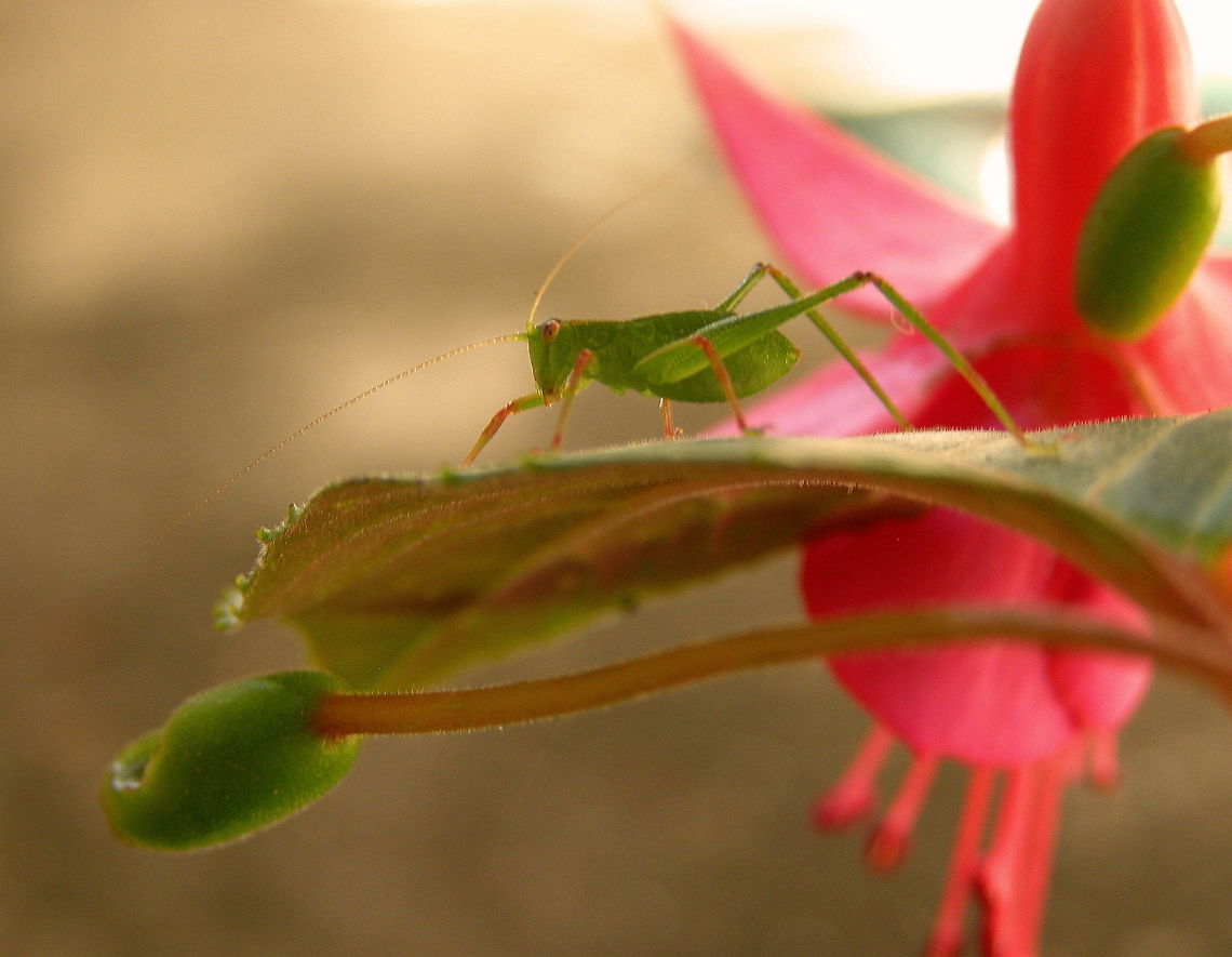 Pastels Katydid nymph on Fushia Leaf Australia,Geotagged,Giant Katydid,Insects,Nature,Stilpnochlora couloniana