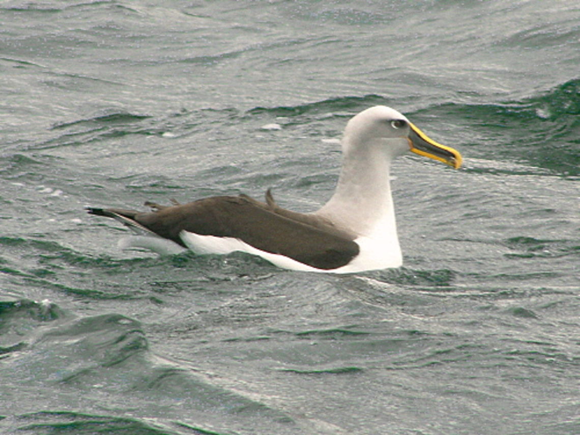 Albatross at Sea Photo of White Capped Albatross taken off the coast of Tasman Island Australia,Australian Birds,Buller's albatross,Geotagged,Thalassarche bulleri,Thalassarche steadi,White Capped Albatross,White-capped Albatross