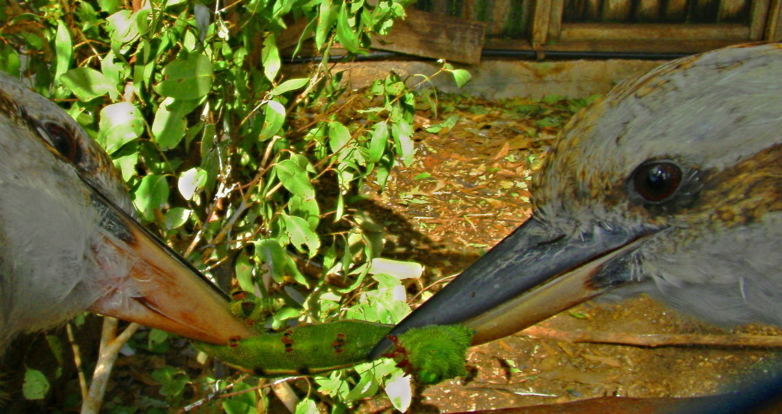 Kookaburra Tug of War Two Kookaburras fighting over the Caterpillar of the Emperor Gum Moth Australian Birds,Dacelo novaeguineae,Kookaburras,Laughing Kookaburra