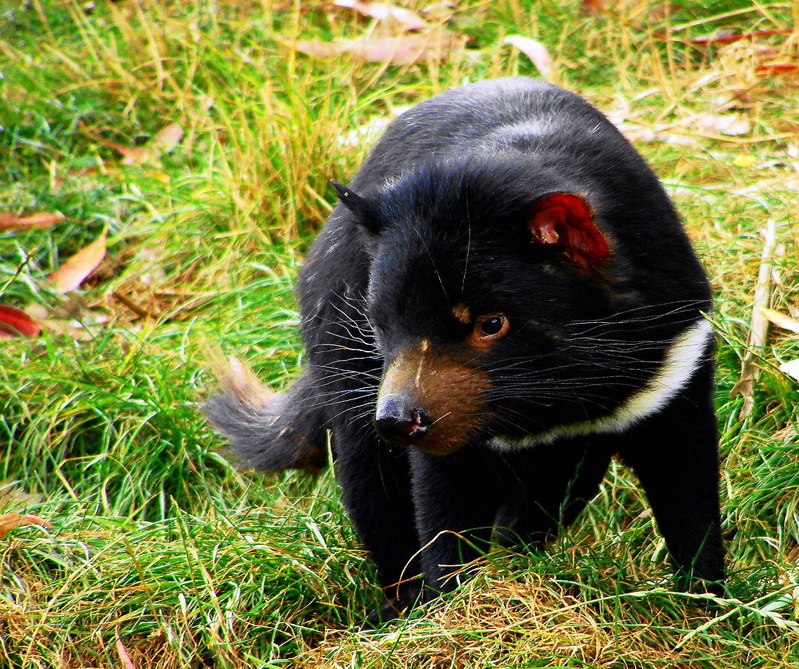 I'm Cute Tasmanian Devil taken near Mole Creek in Tasmania Animal Australian,Marsupial,Sarcophilus harrisii,Tasmanian Devil,Tasmanian devil