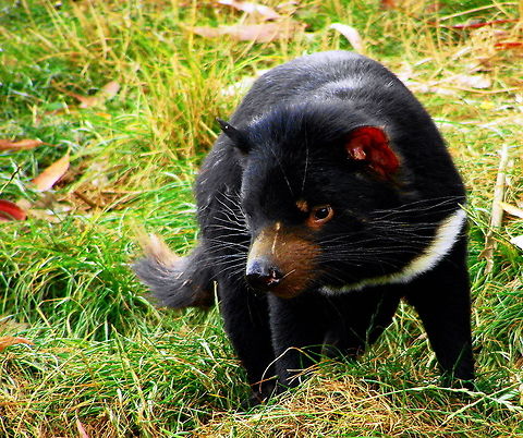I'm Cute Tasmanian Devil taken near Mole Creek in Tasmania Animal Australian,Marsupial,Sarcophilus harrisii,Tasmanian Devil,Tasmanian devil