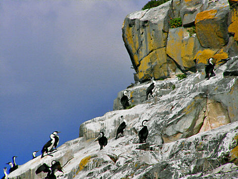 Cormorant Rocks On a Coastal cruise around Bruny Island in Tasmania was these amazing rock colours of yellow and browns offset by the whites of the cormorants resting rocks. Australia,Australian Pied Cormorant,Cormorants,Geotagged,Landscape,Phalacrocorax varius,Rocks