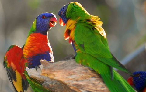 Aggressive Rainbow Lorrikeets having a confrontation Australia,Australian Birds,Geotagged,Lorrikeets,Rainbow Lorikeet,Rainbow lorikeet,Trichoglossus haematodus,Trichoglossus moluccanus