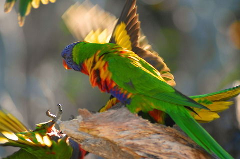 Knocked Over Rainbow Lorikeets engaged in a confrontation and one has been knocked off the tree Australia,Australian Birds,Geotagged,Rainbow Lorikeet,Rainbow lorikeet,Trichoglossus haematodus,Trichoglossus moluccanus