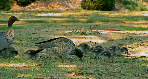 Wood Duck Family Outing Wood Ducks and Ducklings feeding on grasses  Australia,Australian Birds,Australian Wood Duck,Chenonetta jubata,Geotagged,Wood Ducks