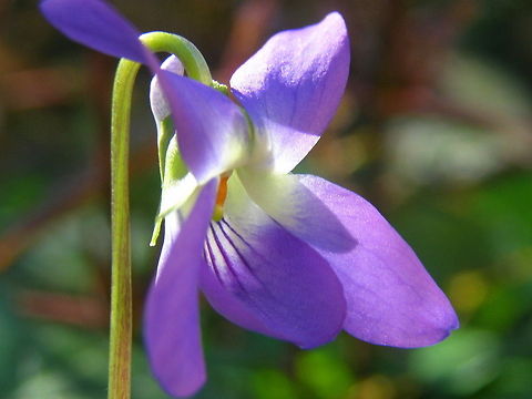 Violets Are Blue Violet Flower Australia,Common dog-violet,Flowers,Geotagged,Plants,Viola riviniana,Violets