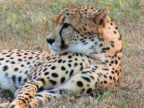 Cheetah Cheetah at Rest lying in grasslands surveys the bush  Acinonyx jubatus,Africa,Animal,Cats,Cheetah,Geotagged,South Africa
