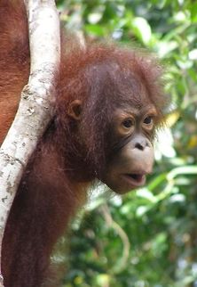 Tree Man A juvenile Orang Utan hangs from a vine in the Malaysian forests near Kota Kinabalu in Sabah Bornean orangutan,Geotagged,Malaysia,Orang Utan,Pongo pygmaeus