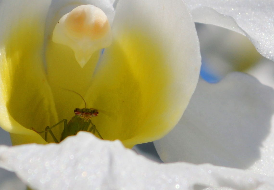 Mantis Shelter - DSC_0501_(3) A Preying Mantis sits inside an Orchid Flower awaiting visitors Flower,Geotagged,Insect,Malaysia,Orchid,Preying Mantis