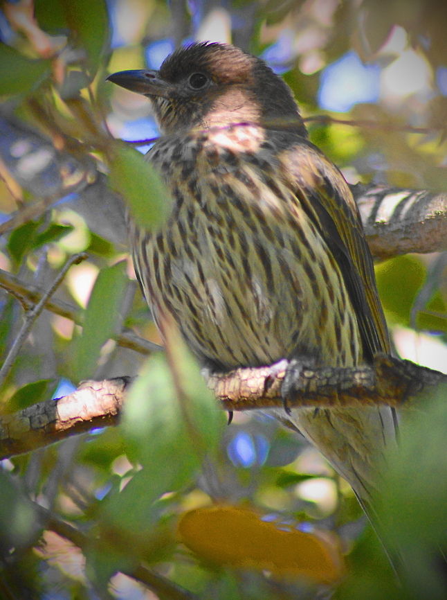 Cuckoo - DSC_0200_(1) A Golden Bronze Cuckoo shelters in a tree Australia,Birds Cuckoos,Geotagged