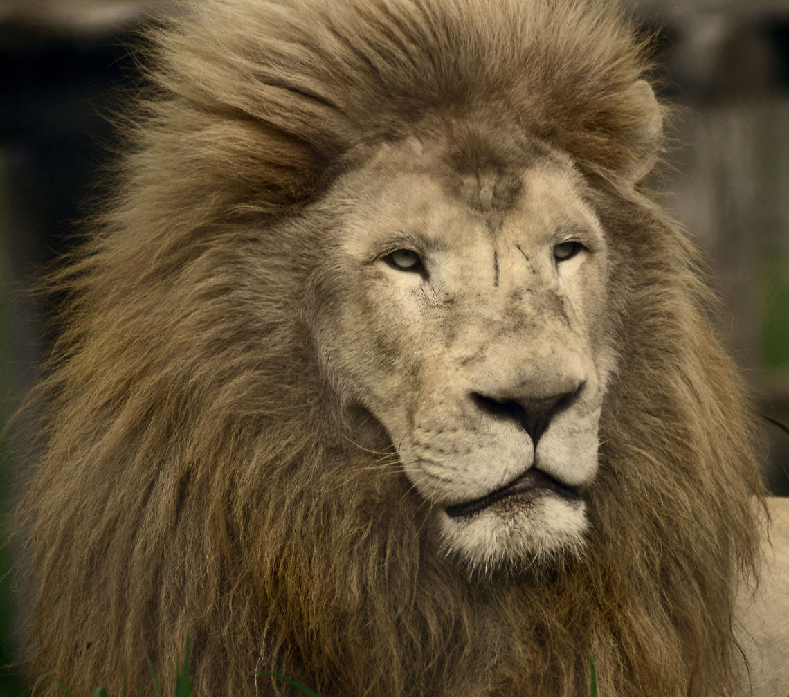 King of Beasts Portrait of a Male Timbavati Lion  Animal,Australia,Big Cats,Geotagged,Lion,Panthera leo krugeri,Portrait,Transvaal lion