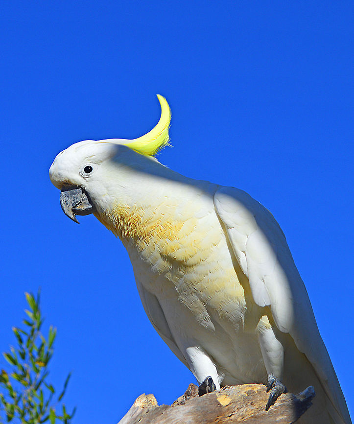 Cockatoo Sulphur Crested Cockatoo Portrait Australia,Birds,Cacatua galerita,Cockatoo,Geotagged,Sulphur-crested Cockatoo