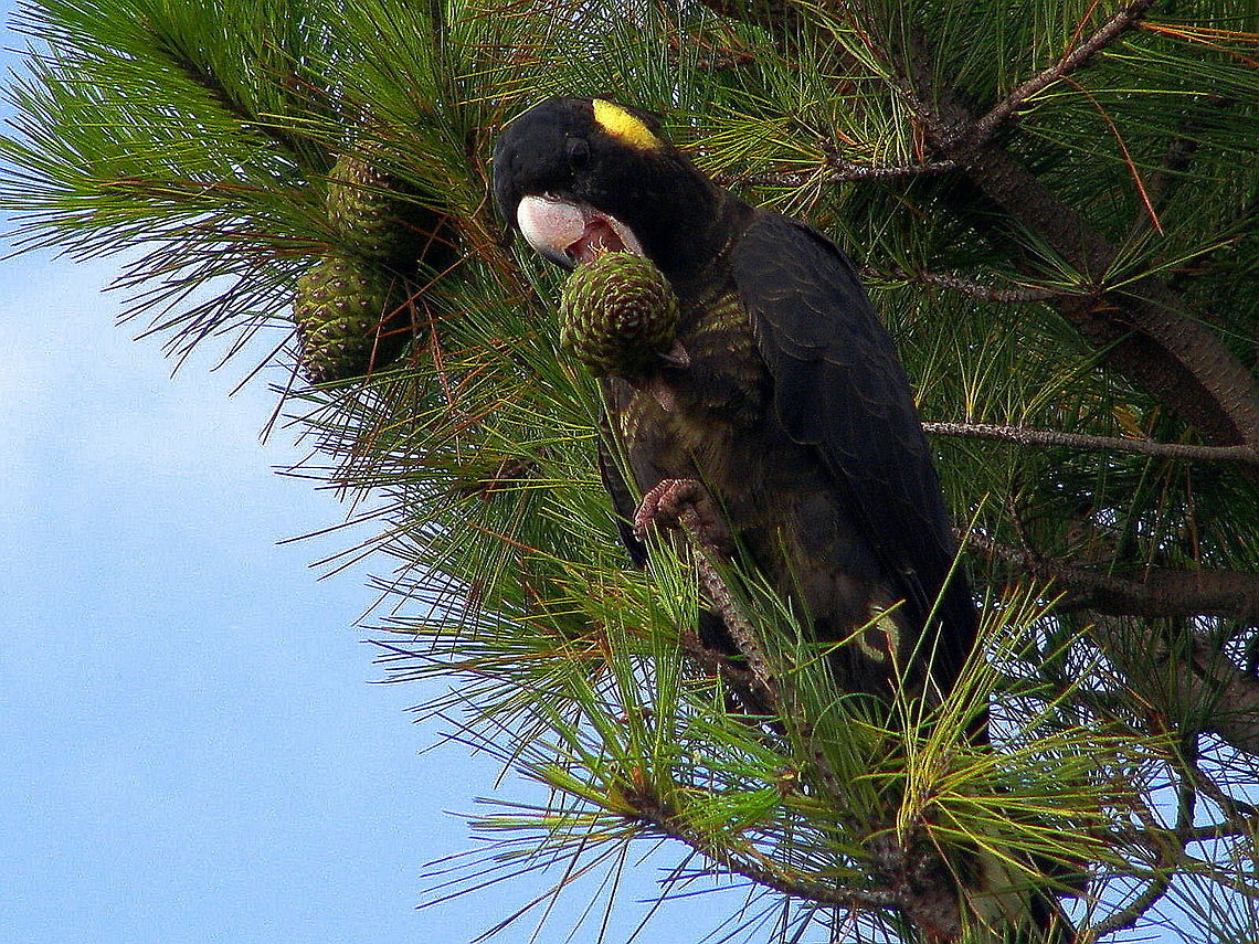 Black Cockatoo Yellow-Tailed Cockatoo feeding on Pine cone Australia,Birds,Calyptorhynchus funereus,Cockatoo,Yellow-tailed Black Cockatoo