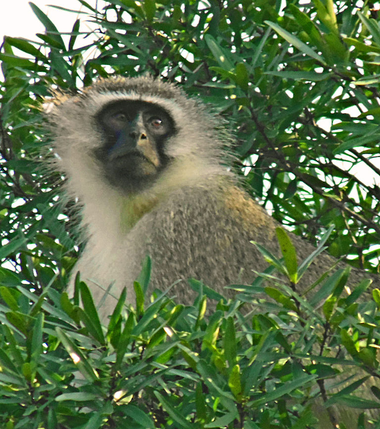 The Lookout A Vervet Monkey in the trees on guard duty looks out for signs of danger Africa,Chlorocebus pygerythrus,Geotagged,Monkey,South Africa,Vervet monkey